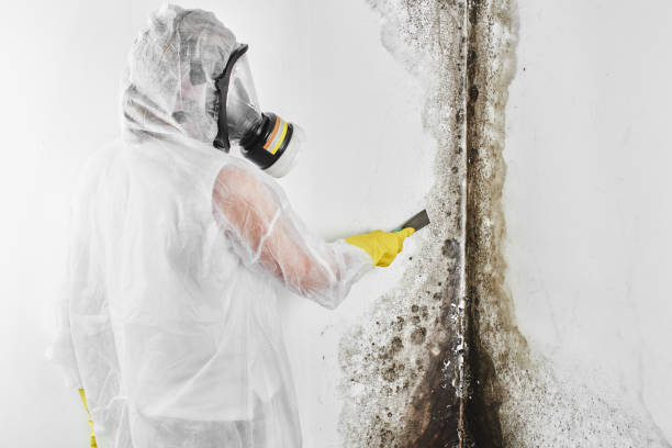 Best Mold Cleaning Services  in Delshire, OH