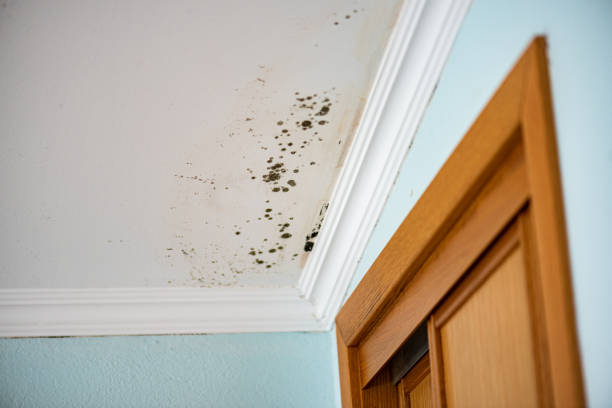 Mold Testing and Removal in Delshire, OH