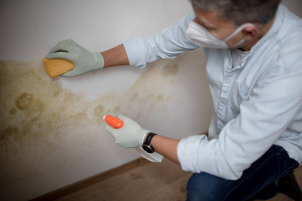 Professional Mold Removal in Delshire, OH