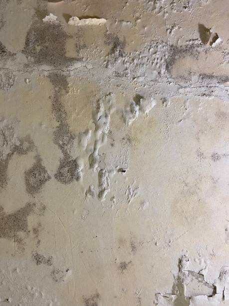 Best Black Mold Removal  in Delshire, OH