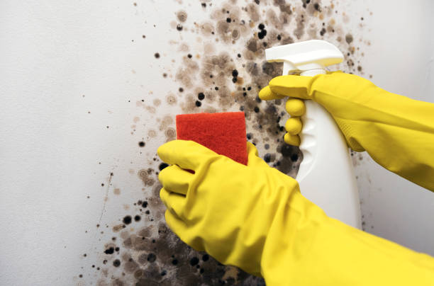 Best Local Mold Removal Service  in Delshire, OH