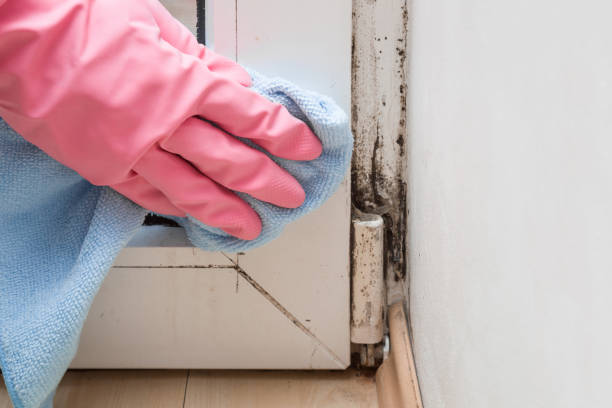 Best Mold Remediation  in Delshire, OH