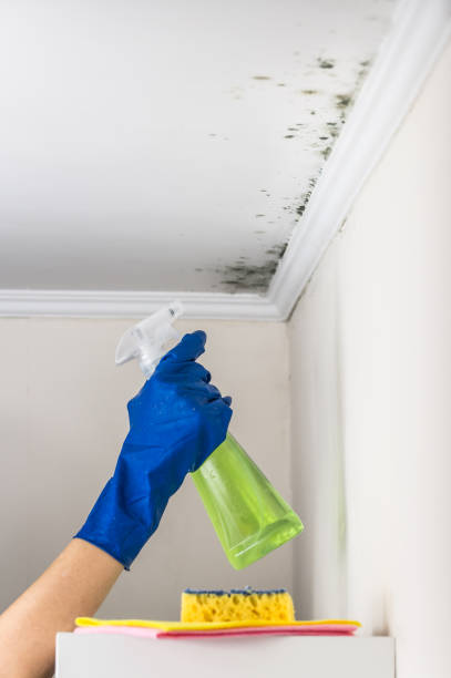 Best Same-Day Mold Removal  in Delshire, OH